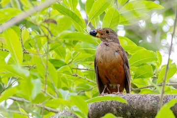 The Rufous-bellied Thrush also know as Sabia-laranjeira perched on a branch eating a fruit. Birdwatching. Bird lover. Birding. Species Turdus rufiventris.