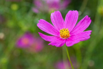 Fototapeta premium Beautiful purple Cosmos flower in the garden. Violet flowers pictures. Cosmos bipinnatus, commonly called the garden cosmos