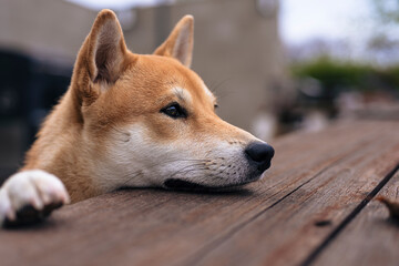 playing dog of the shiba inu breed