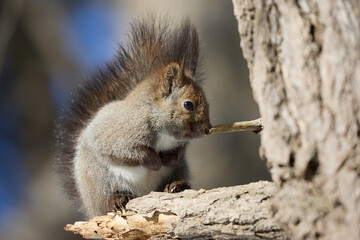 木の上のエゾリス