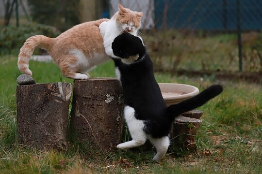 calin, bisou, ou ? 