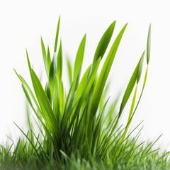 Fototapeta premium Fresh green grass isolated on white background with copy space. Close up. Generative ai