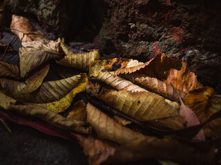 fallen autumn leaves