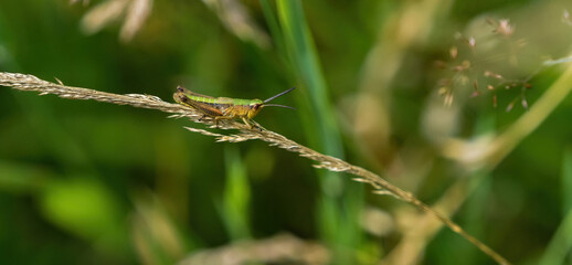 Fototapeta na wymiar A common grasshopper at summer in saarland