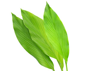 Green leaves of turmeric on white background.