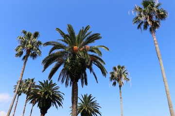 Obraz na płótnie Canvas 田ノ浦ビーチ　棕櫚とフェニックスがある風景