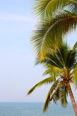 Coconut palm trees withsea and blue sky