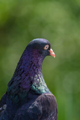 A rock pigeon closeup in saarland at summer