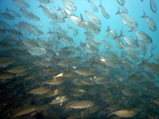 Costa Rica Pacific sea life