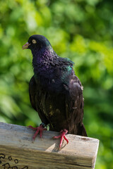 A rock pigeon closeup in saarland at summer