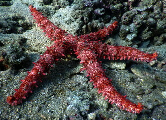 Costa Rica Pacific sea life