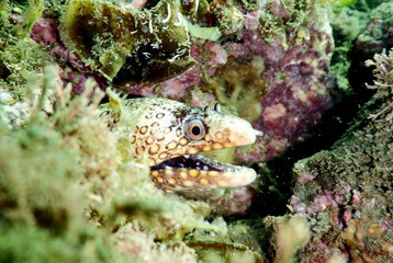 Costa Rica Pacific sea life