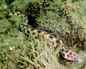 Costa Rica Pacific sea life