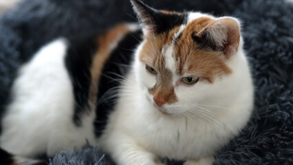 A cat is laying on a fluffy rug.