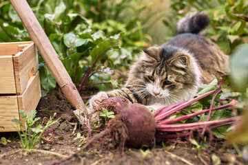 The cat plays with beets in the garden during the harvest in autumn, harvesting, ripe red beets, the cat helps the owner with harvesting vegetables and fruits