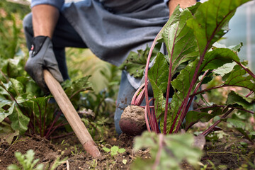 Close-up of male hands in gloves with beets in the garden during the harvest in autumn, harvesting, ripe red beets, kosha helps the host with harvesting vegetables and fruits
