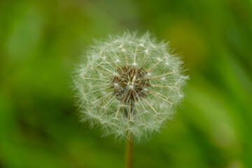 Fototapeta premium Semillas Diente de León (Taraxacum officinale)