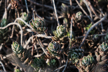 green succulents growing on rocks in the park
