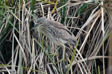 great blue heron in the swamp
