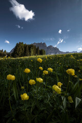 Yellow flowers with mount Pomagagnon in the background in Cortina d'Ampezzo, Italy