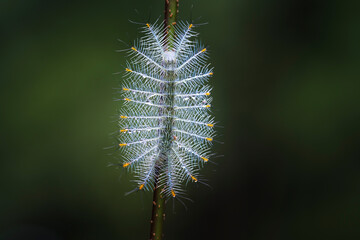 Caterpillar of the common archduke butterfly ( Lexias paralysis javelina ) on a branch. On a dark background