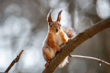 Shocked squirrel looking into the camera
