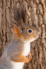 Naklejka na ściany i meble Squirrel closeup portrait