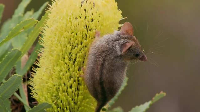Honey Possum or noolbenger Tarsipes rostratus tiny marsupial feeds on the nectar and pollen of yellow bloom, important pollinator for Banksia attenuata and coccinea and Adenanthos cuneatus.
