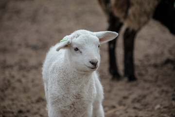 Naklejka na ściany i meble Little Katahdin sheep lamb standing on a grassy field in the shade