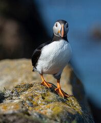 Fototapeta premium Puffin portrait on the rocks