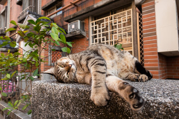 lazy tabby cat sleep on a ground