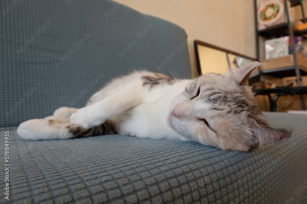 Poster cat sleeping on the sofa