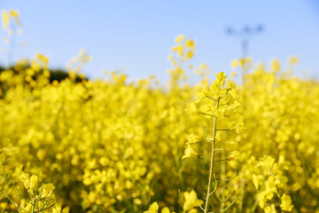 A yellow rapeseed field bloomed. Yellow flowers on a background of green trees.