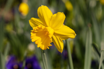 Flor amarilla con hojas verdes