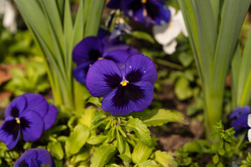 Flor morada con hojas verdes
