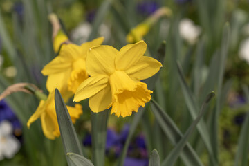 Flor amarilla con hojas verdes