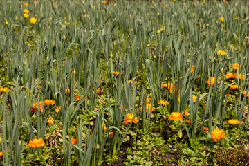 Jard&iacute;n con hojas verdes y flores naranjas