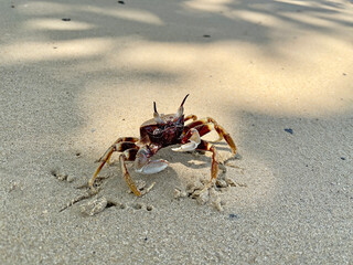 Crab on the beach. Horned ghost crab(Ocypode ceratophthalmus) or horn-eyed ghost crab. It lives in Indo-Pacific region from the coast of East Africa to Philippines, Japan to the Great Barrier Reef
