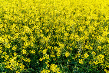 A yellow rapeseed field bloomed. Yellow flowers on a background of green trees.