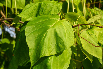Indian bean tree growing in forest. Flowers, branches and leaves of tree in park. Leaves of Catalpa...