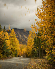 Autumn falling leaves in the mountains