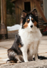 beautiful closeup of a sheepdog posing for camera