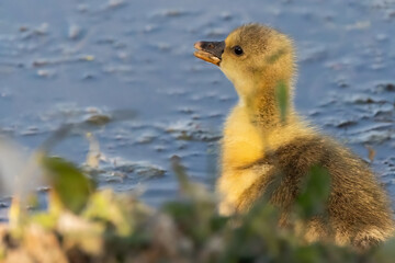 A cute baby ducks walking on the grass near to the lake.
