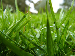 Belle herbe fraichement humide du matin