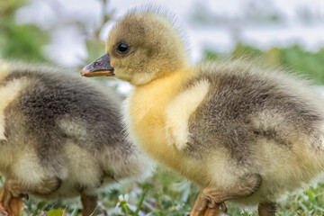 Obraz premium A cute baby ducks walking on the grass near to the lake.