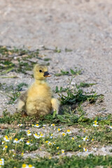 A cute baby ducks walking on the grass near to the lake.