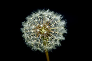 Semillas Diente de León (Taraxacum officinale) aislado en fondo negro © Cristian Valderas