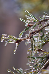 icicles on pine needles after ice storm glistening in the sun