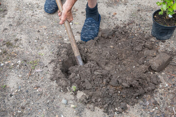 a gardener shovels a hole in the yard, preparing to plant a tree