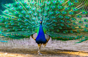 blue indian peafowl walking towards camera showing off its feathers, tropical bird specie from India